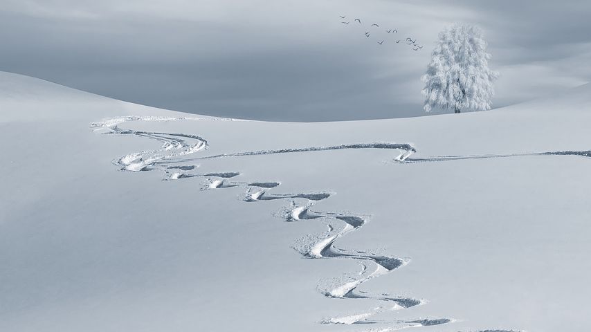 在森林里迷路