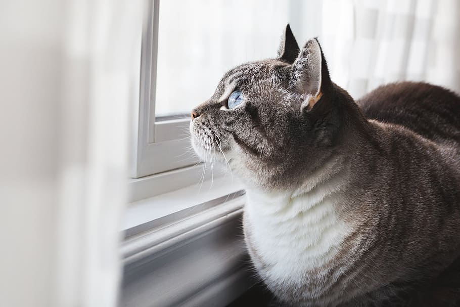 梦见好多老鼠和猫在屋里乱跑是什么意思