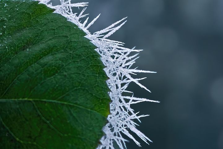 梦见买母鸡是什么意思