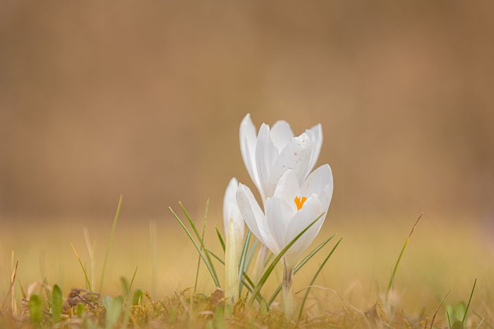 梦见贴花门是什么意思