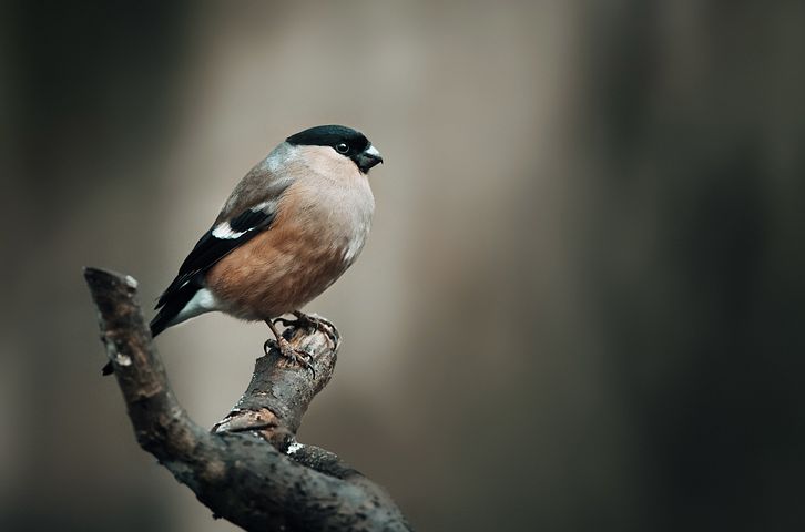 梦见开朋友是什么意思