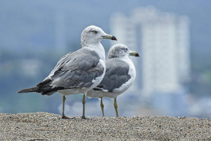 梦见山上大河向东流清澈的水是什么意思