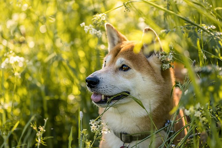 梦见豆仓是什么意思