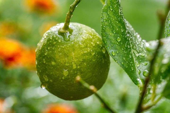 梦见自己牵一头黄牛带一头小牛是什么意思