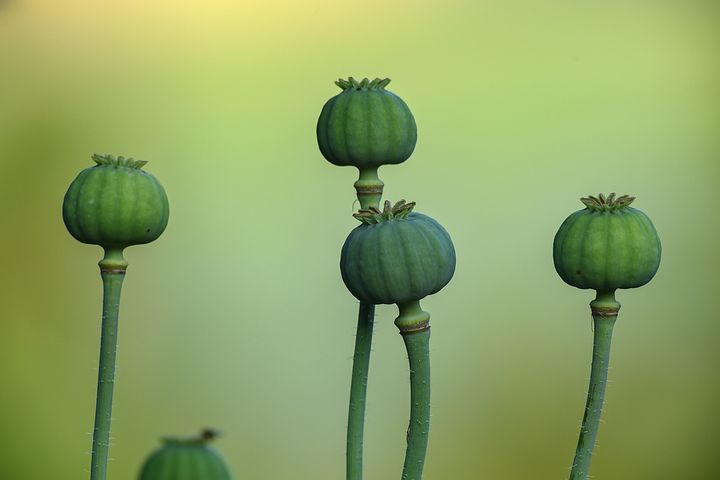 梦见好多红色的大虫子在地上是什么意思