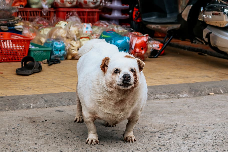 梦见怀孕的媳妇生一头小死猪是什么意思