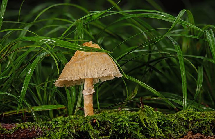 梦见地震房子未倒救了一只可爱白狗是什么意思