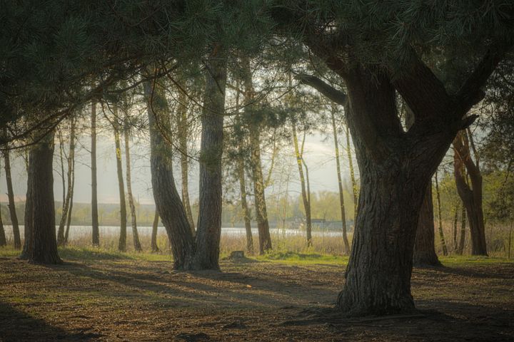 梦见几条很大的鱼在水里游来游去是什么意思