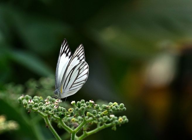 梦见准备把孝布扫走被人弄晕了是什么意思