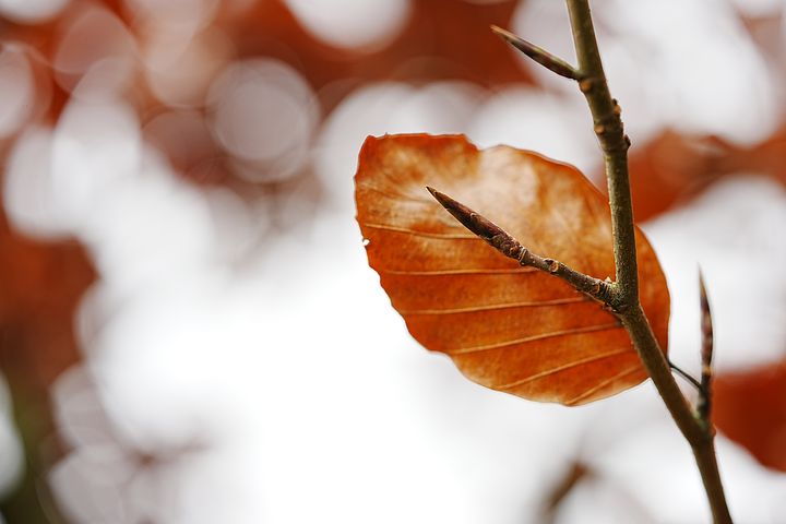 梦见干枯的渠里好多海螺和蛇是什么意思