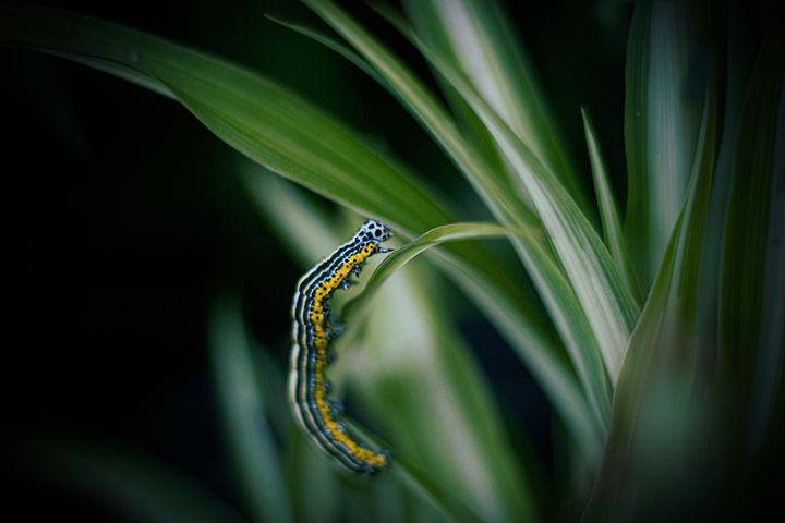 梦见奶奶去世后别人拜年要钱花是什么意思