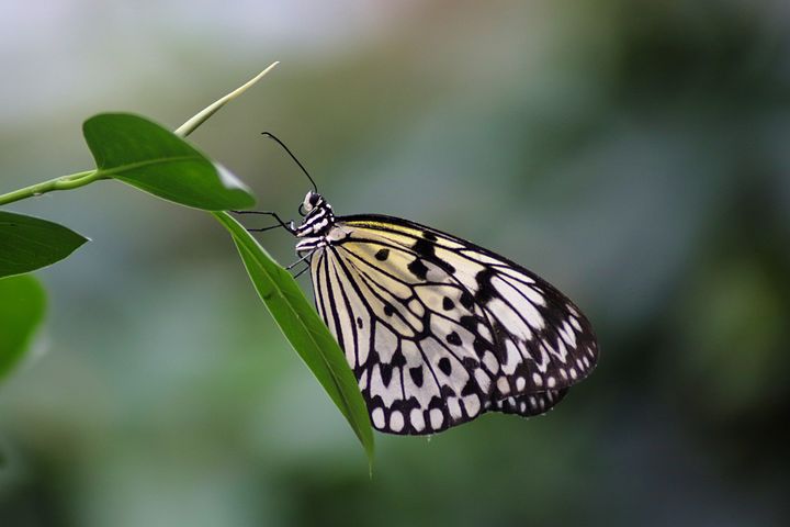 梦见栽花是是什么意思