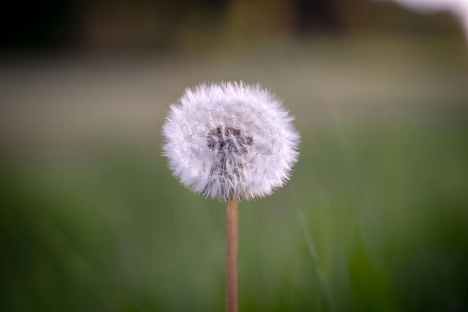 梦见和好朋友一起摘了漂亮的花是什么意思