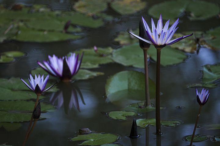 梦见一盆花浇水以后起始回生是什么意思