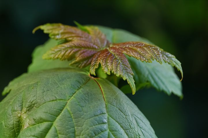 梦见落花生是什么意思