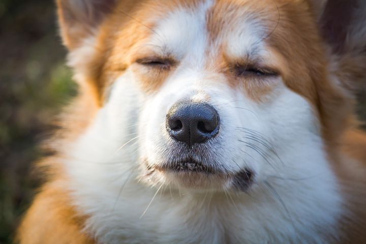 梦见发特别大洪水淹死好多猪是什么意思