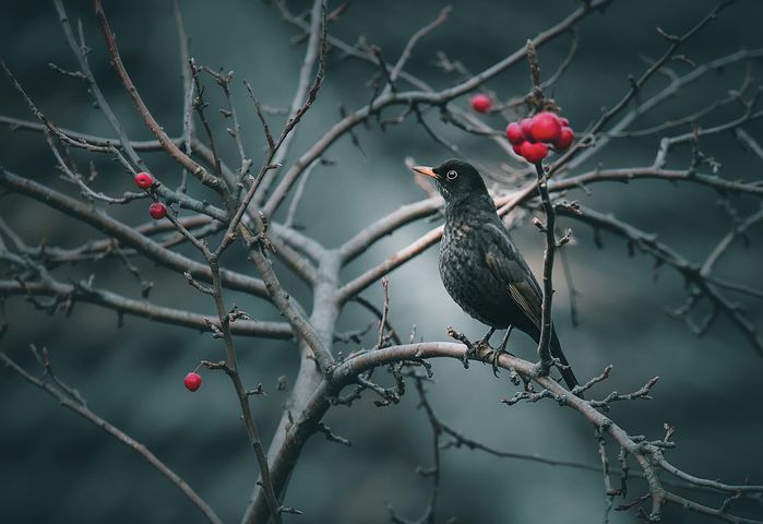 梦见自己店里有很多雪白的棉花是什么意思